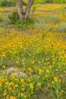 USA, Texas, Hill Country. Blooming Huisache daisies. Art Print